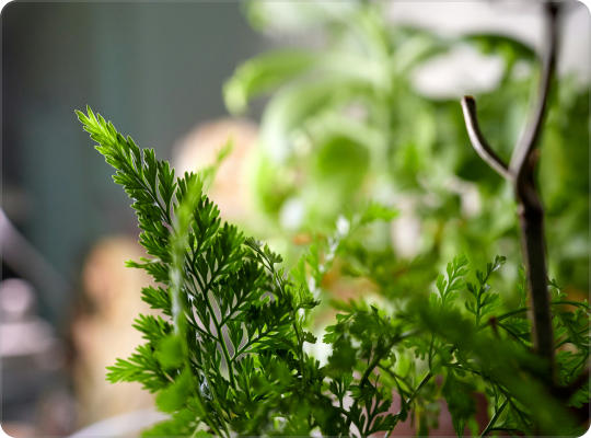 wertvolle Heilpflanzen