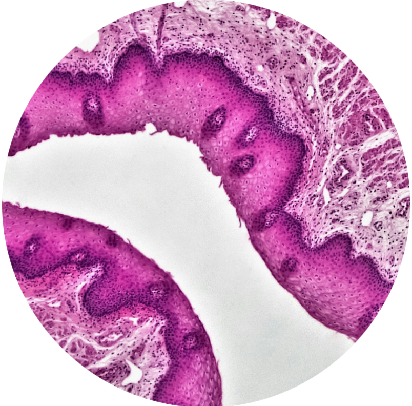 Postbiotika Illustration